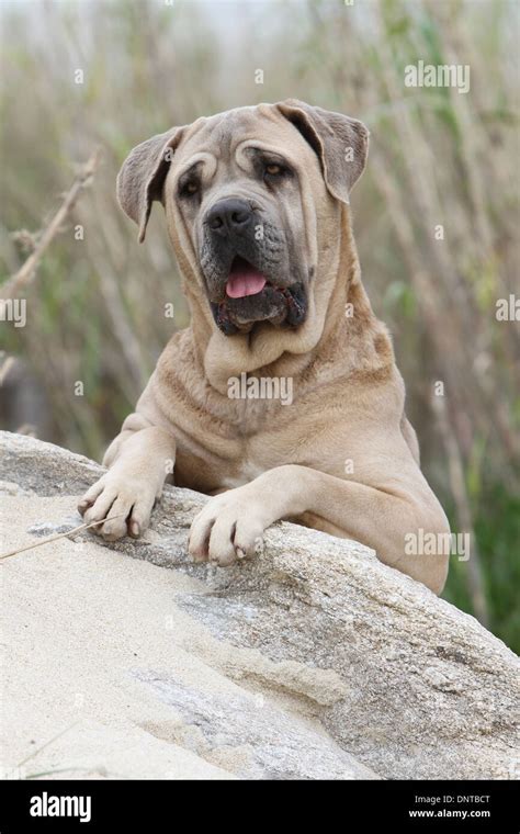 Cane Corso Dog Full Grown