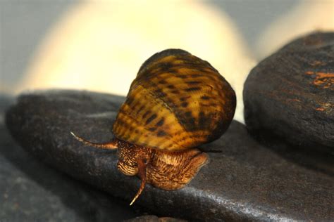 Rare Snail Slowly Crawls Back From Near Extinction Along Northwest