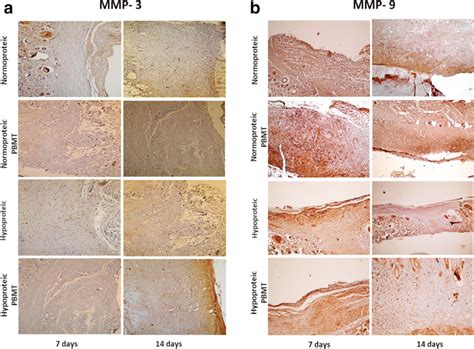 Representation Of Photomicrographs Obtained From Histological Sections Download Scientific