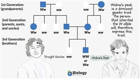 Family traits - Definition and Examples - Biology Online Dictionary