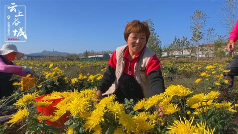 石花镇凉水井村：“三花经济”绘就乡村振兴新蓝图 湖北日报新闻客户端