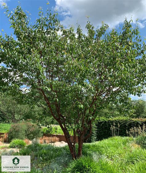 Prunus Serrula Baumschule Lve