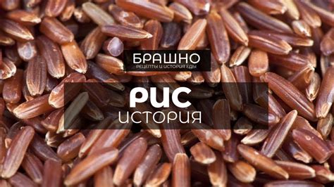 История риса: как он стал одним из самых распространенных продуктов в ...