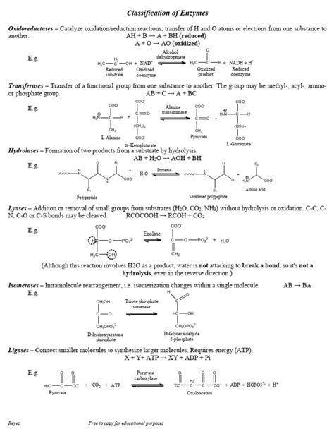 Classification-of-Enzymes | PDF