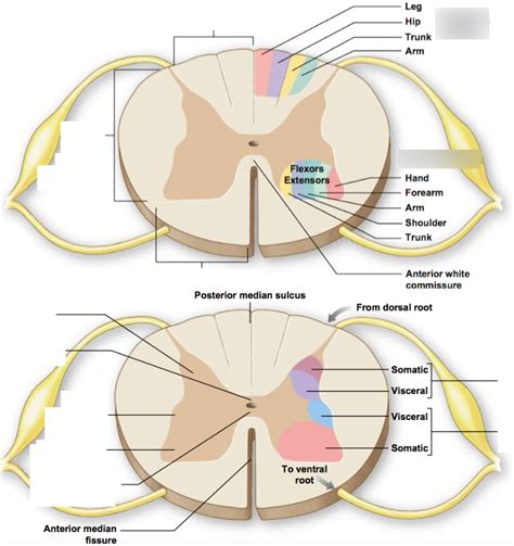 Ch Diagram Sectional Organization Of Spinal Cord Diagram Quizlet