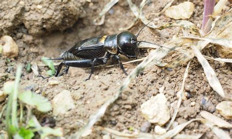 15 Interesting Facts About Insect Cricket World S Facts