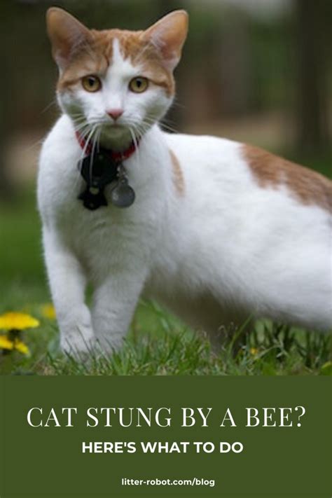 Cat Stung by a Bee? Here’s What To Do – Litter-Robot Blog