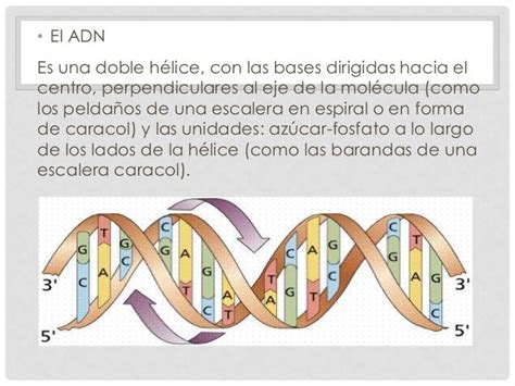 Modelo De Watson Y Crick