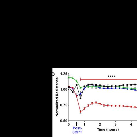 Cpt Am Rap Activation Prevents Vegf Induced Permeability Of Brec A