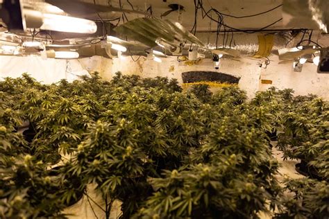 Biggest Cannabis Farms Busted This Year Including One In Former Care