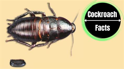 Florida Roaches Identification and Survival Guide - The Cockroach Facts