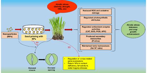 Nano Priming Mediated Stress Tolerance Mechanisms In Plants Seed