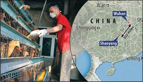 H5n1 Bird Flu Hits China Along With Deadly Coronavirus 18000 Hens