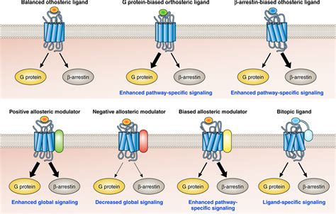 Biased G Proteincoupled Receptor Signaling Circulation