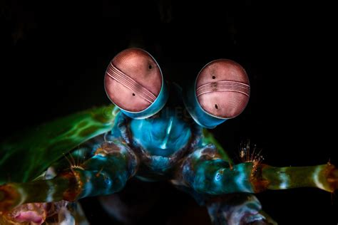 Greg Lecoeur Underwater And Wildlife Photography Dsc