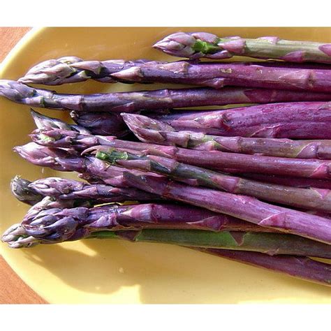 Purple Passion Asparagus 10 Roots Passion In The Garden Heirloomno