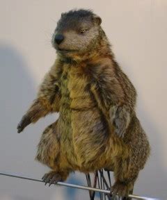 TCS- Pennsylvania Lottery's "Gus the Groundhog"