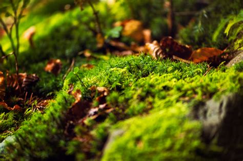 Moos Flechten Unterschiede Bedeutung Gartenwissen