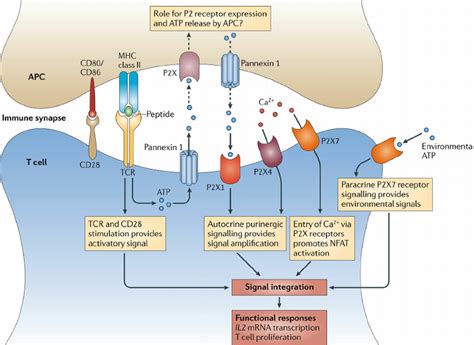 T Cell Activation Diagram