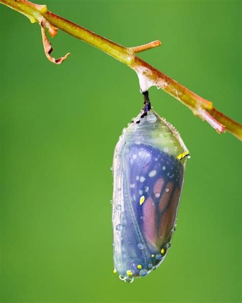 Metamorphosis Butterflies that emerge from chrysalides (pupa state) in late summer and early fal ...