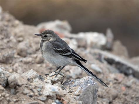 Pied Wagtail Nesting (Behaviour, Eggs + Location) | Birdfact