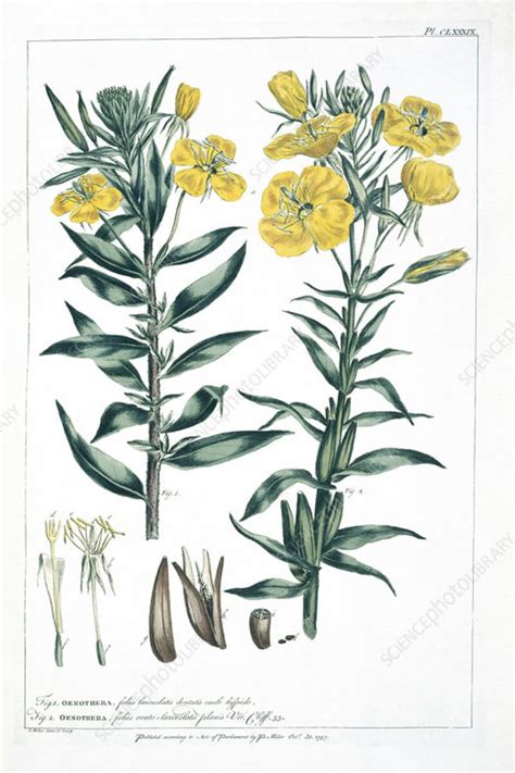 Onagra Oenothera Biennis L