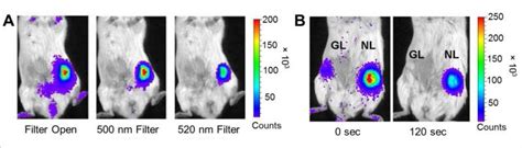 Nanoluc A Small Luciferase Is Brightening Up The Field Of