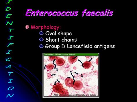 Enterococcus Faecalis Gram Stain Morphology