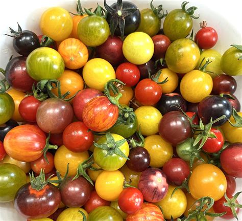 Heirloom Cherry Tomato Mix Heirloom Organic - Etsy