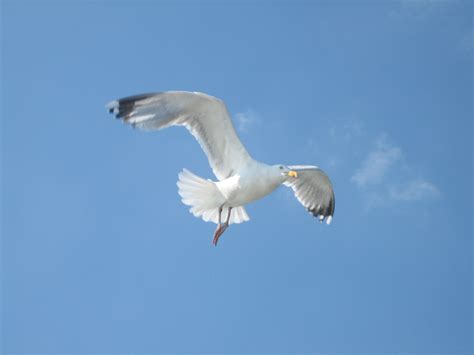 Free Photo Seagull Animal Bird Flight Free Download Jooinn