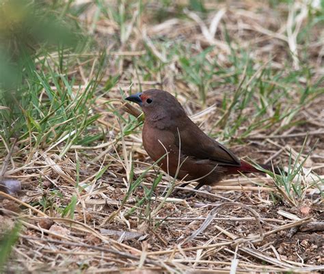 African Firefinch Lagonosticta Rubricata Dsc Editcc Flickr