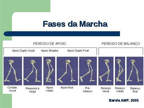 Fases E Ação Muscular Da Marcha Humana Faça Fisioterapia