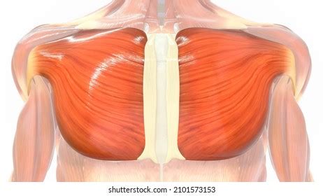 Pectoralis Major Muscle Anatomy D Illustration Stock Illustration