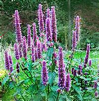 Anise Hyssop Licorice Mint