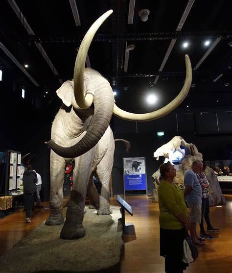 The Intrepid Tourist Mammoths Giants Of The Ice Age At The Australian