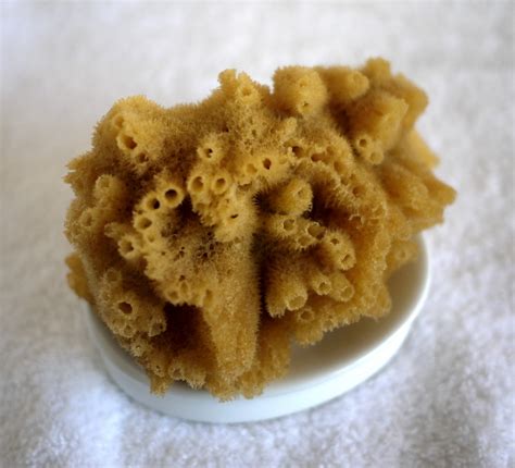 Category Beautiful Deep Sea Water Sponge From Greece With Love