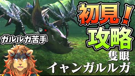 【完全初見】隻眼イャンガルルガ Vs 通常ガルルガがアホ程苦手なモンハンvtuber🦁【mhxxモンスターハンターダブルクロスモンスター