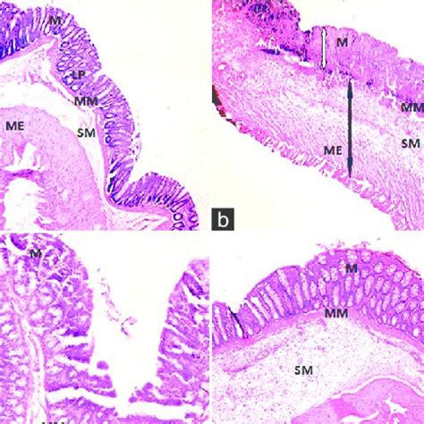 Photomicrographs Of The Rat Colon H And E 100 A NS CMC Showing