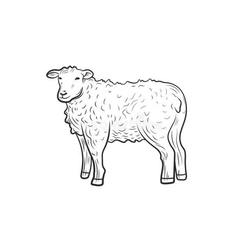 Vector Sheep Outline Illustration Isolated On White Background Farm