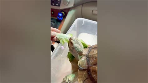 本來要帶回家吃的小白菜就給你了 Turtle 烏龜 Sulcata 盾臂龜 蘇卡達 象龜 陸龜 不龜路 Youtube