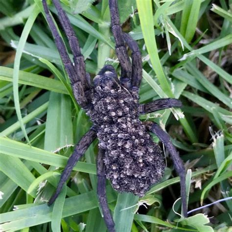 Nsw Woman Discovers Wolf Spider In Her Garden With Hundreds Of Babies