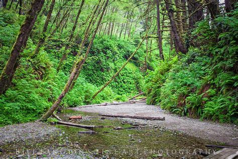 Fern Canyon, Redwoods National Park, California... | Redwood national ...