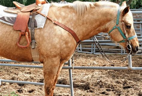 Palomino Horse Guide The Horse And Stable