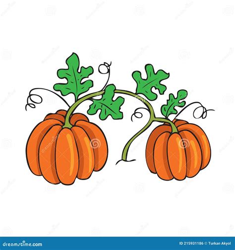 Conjunto Vectorial De Calabazas De Naranja Aisladas Sobre Fondo Blanco