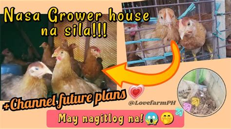 Nilipat Ko Ang Aking Mga Sasso Sa Grower House May Nagitlog Channel