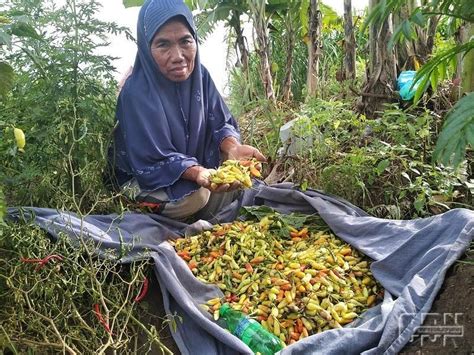 Cabai Rontok Akibat Hama Penyakit Aneh