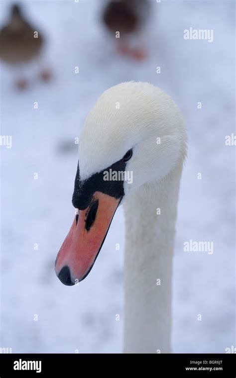 Mute Swan Cygnus Olor Adult Head Note Bill Colour Stock Photo Alamy