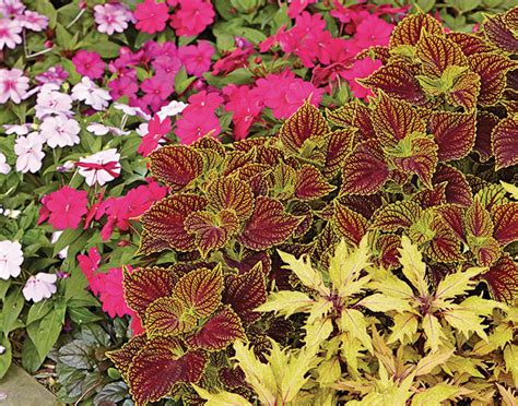 19 Coleus Companion Plants BarinderMargaux