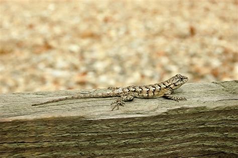 Eastern Fence Lizard Photograph By Richard Leighton