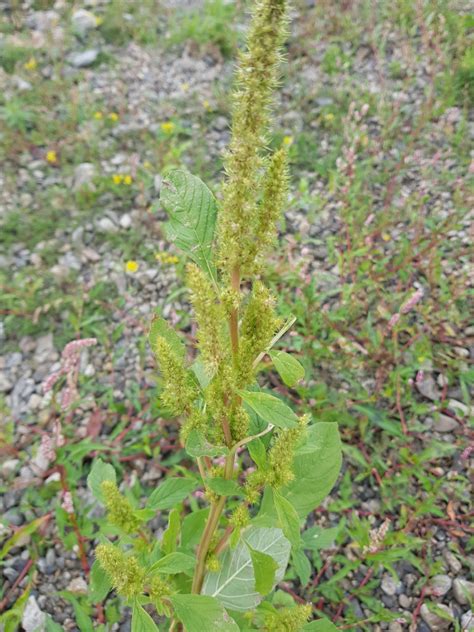 Groene Amarant Amaranthus Hybridus Waarneming Nl